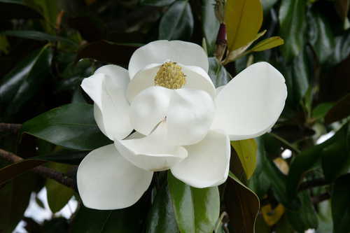 Magnolia grandiflora #6